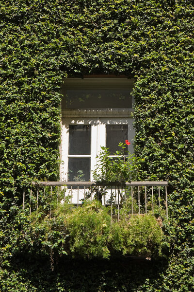 Ivy Covered House Detail