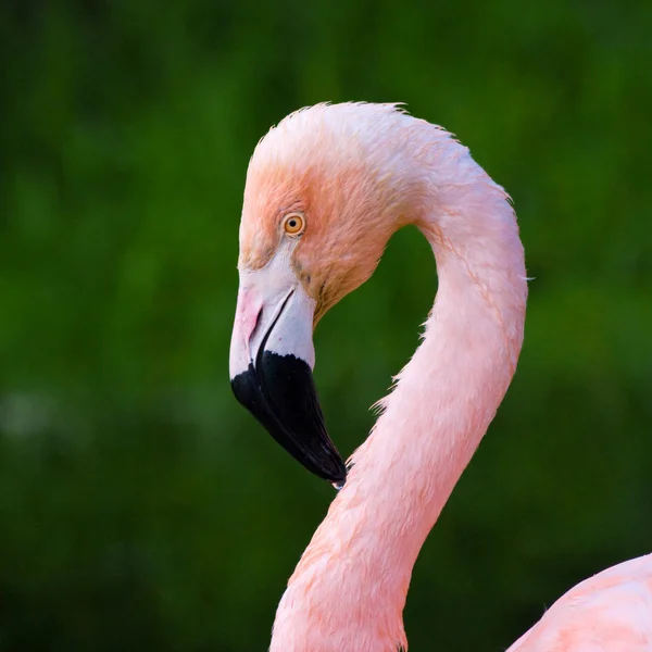 粉红色的火烈鸟肖像 — 图库照片