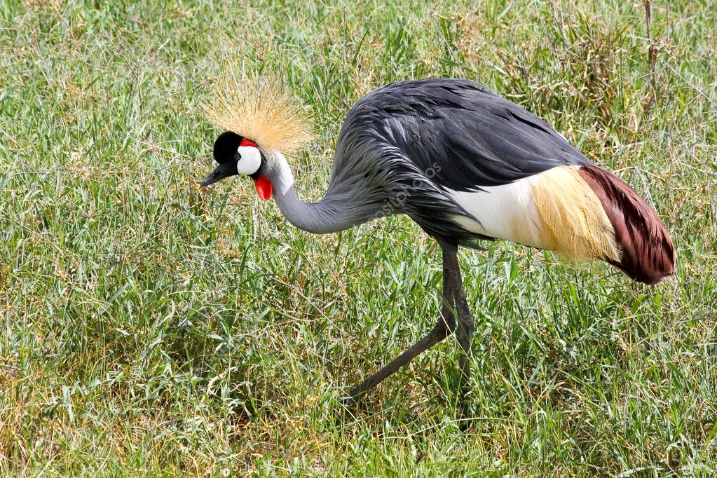 East African Crowned Crane in Ngorongoro — Stock Photo © nstanev #3654899