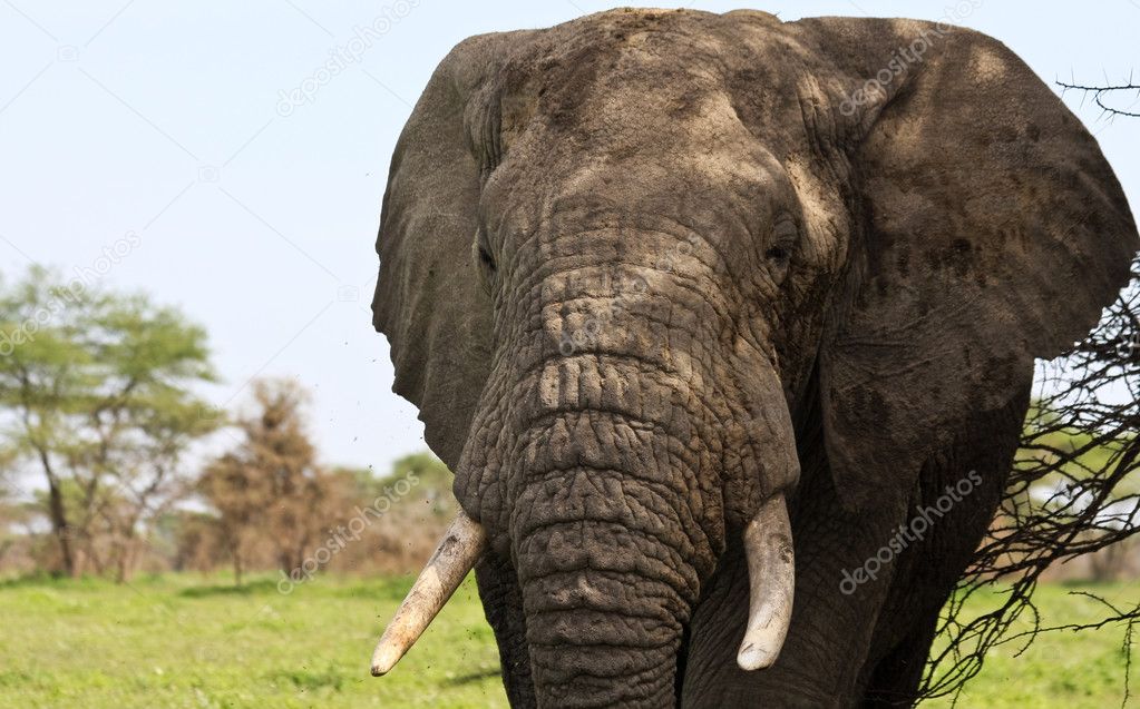 Elephant Closeup Portrait