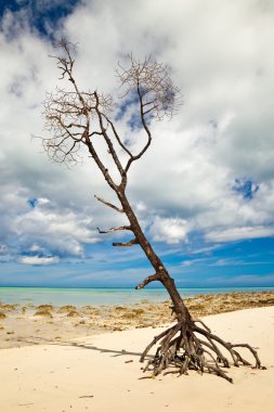 Lone tree tropikal plaj