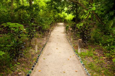 Path through the Jungle clipart