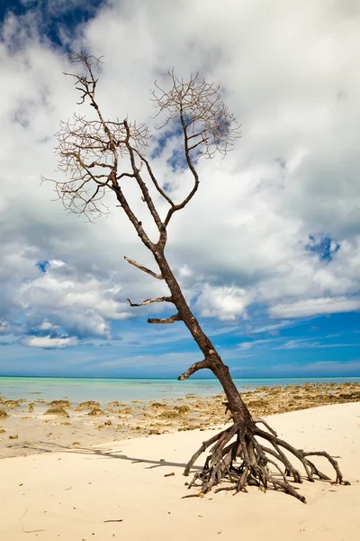 Osamělý strom na tropické pláži — Stock fotografie