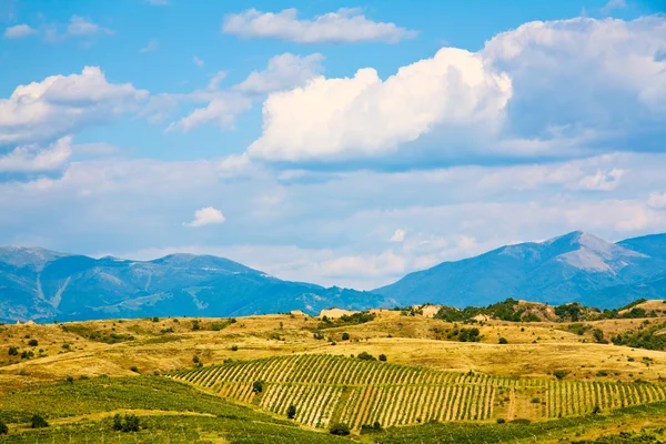 Glooiende heuvel wijngaarden — Stockfoto
