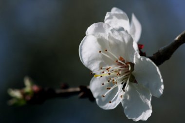 Blossom of apple-tree clipart