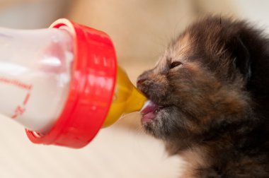 Bottle feeding clipart