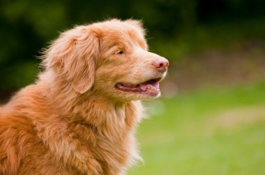 Duck tolling retriever