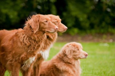 Duck tolling retrievers clipart