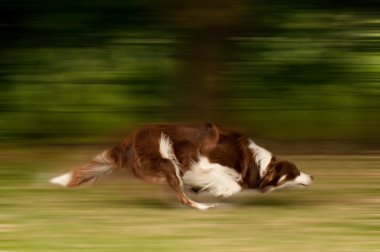 Dog running clipart