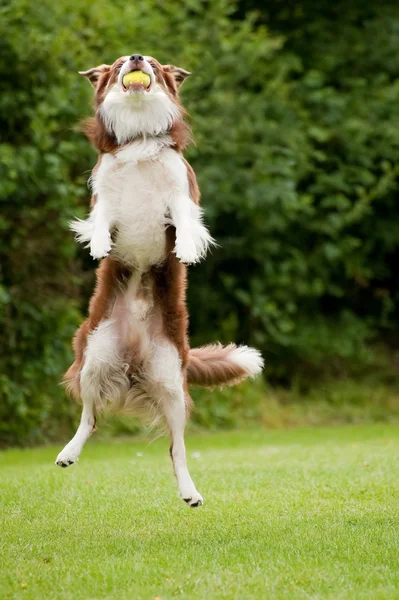 stock image Catch