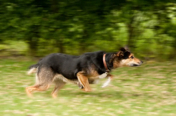 Hund in Bewegung — Stockfoto