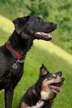 heyecanlı köpekler