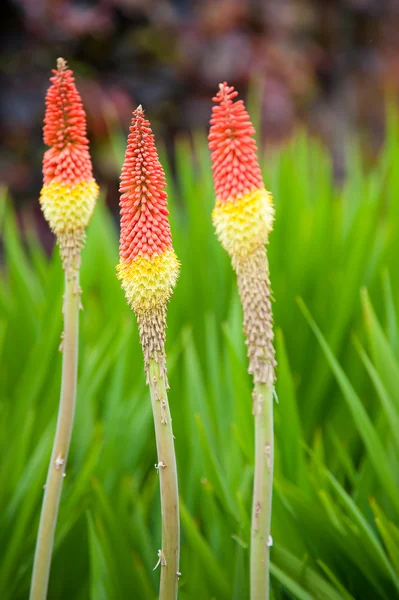 Red hot pokers — Stock Photo, Image