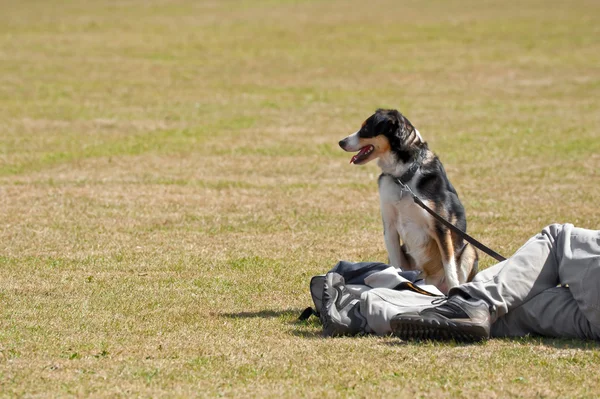 Hund im Park — Stockfoto