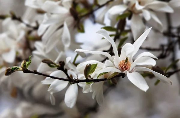 Magnolia kobus — Stockfoto