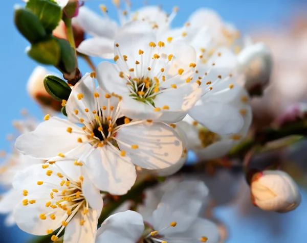 Весняні квіти — стокове фото