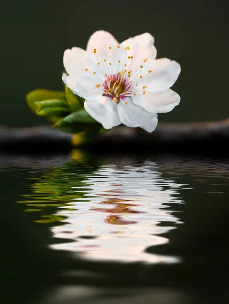 Flor de primavera — Fotografia de Stock
