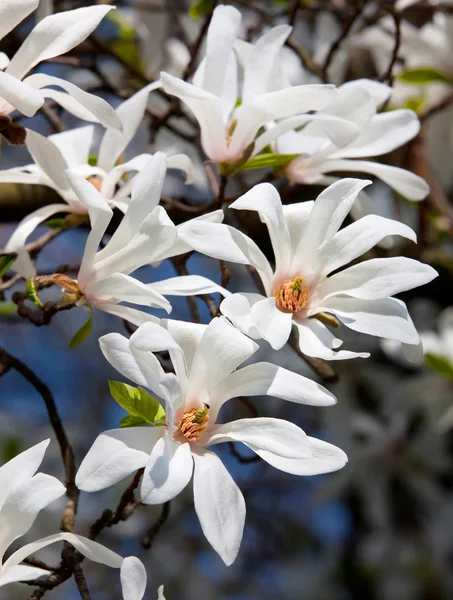 Magnolia kobus — Photo