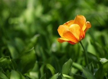 Single orange tulip clipart