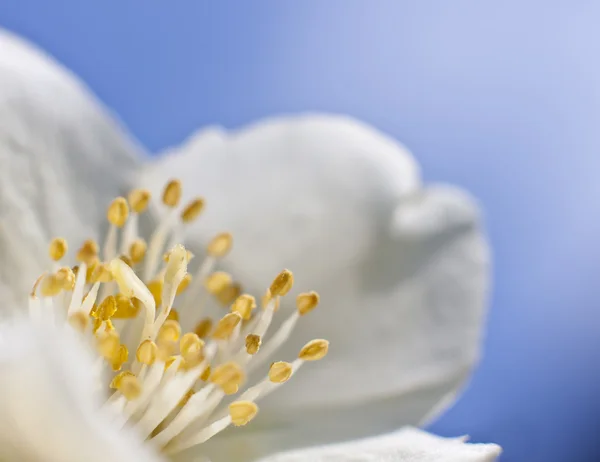 stock image Macro blooming flower