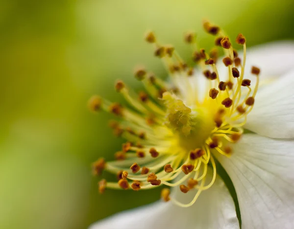 Macro flor florescente — Fotografia de Stock