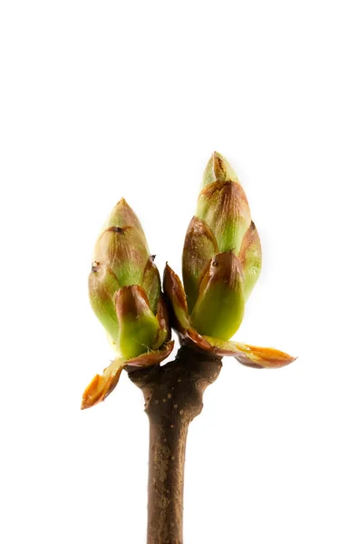 Stock image First spring leafs on white