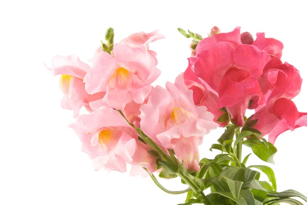 Summer flowers snapdragon — Stock Photo, Image