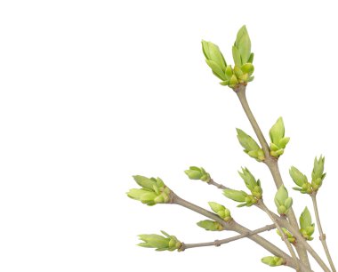 Spring buds on the branch clipart