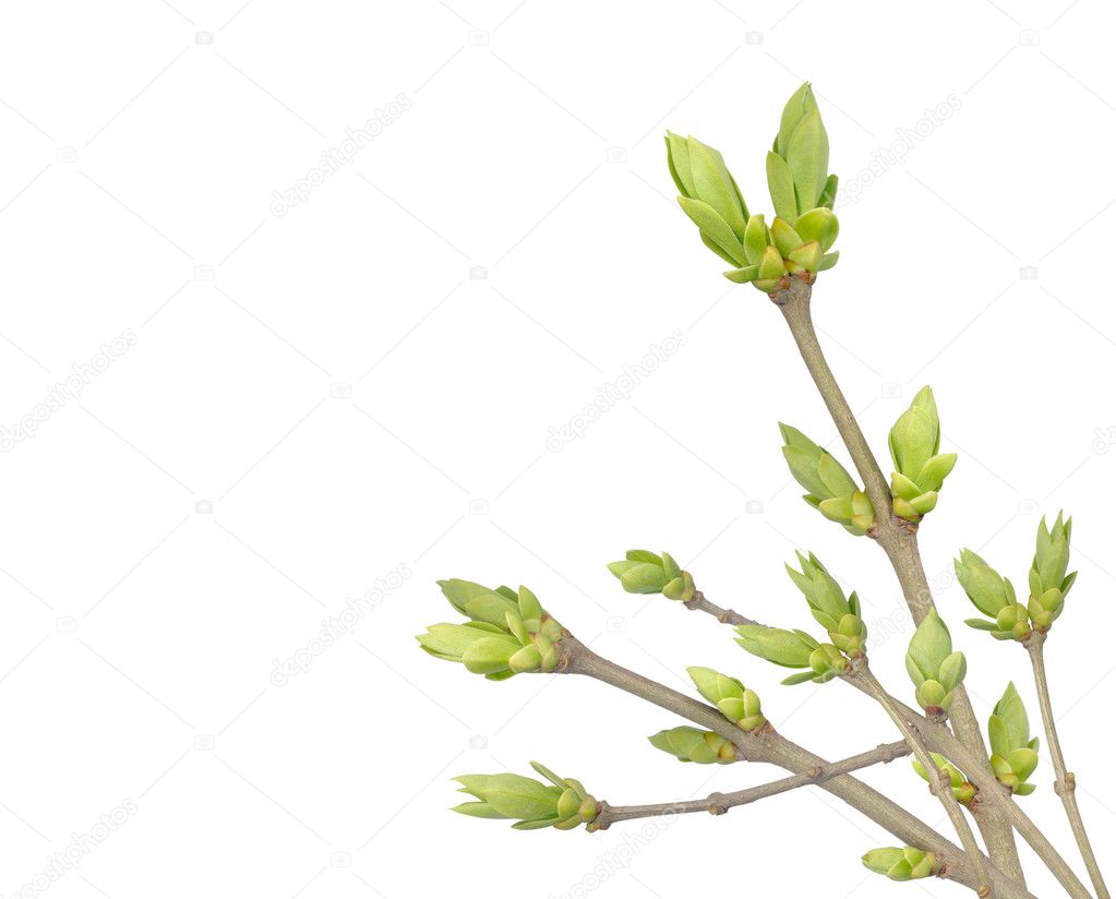Spring buds on the branch