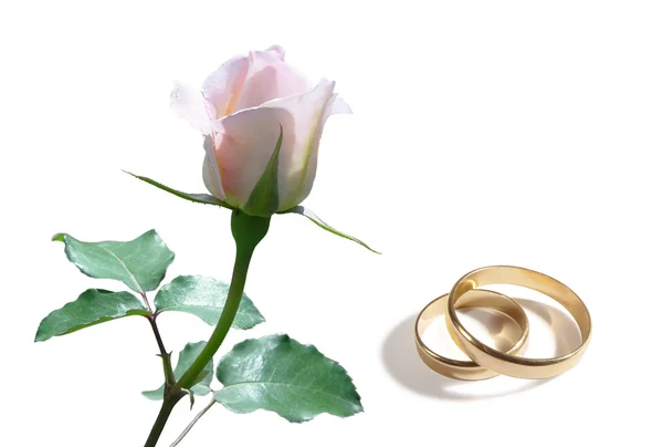 Weiße Rose und Trauringe — Stockfoto