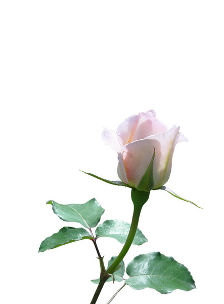 White rose on a white background