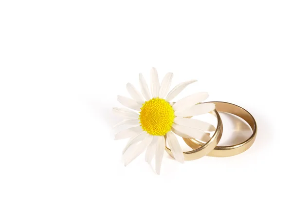 Anéis de casamento e margarida — Fotografia de Stock