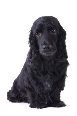 Cocker spaniel clipart