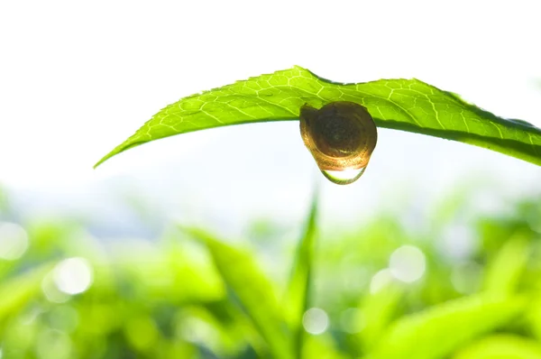 Salyangoz Çay yaprağı üzerinde — Stok fotoğraf