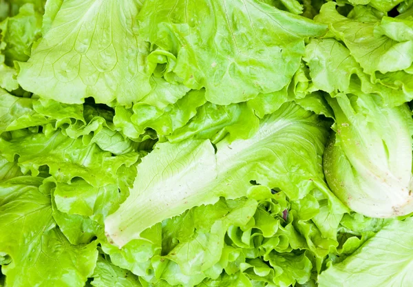 stock image Cabbage