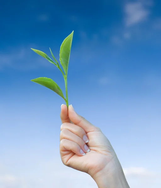 Hand holding green tea leaf — Stock Photo, Image