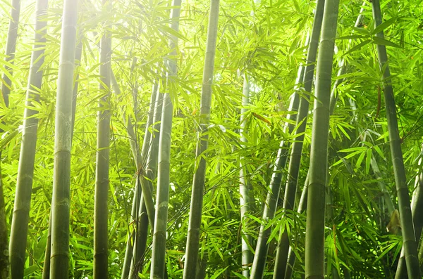 Bambus — Fotografie, imagine de stoc