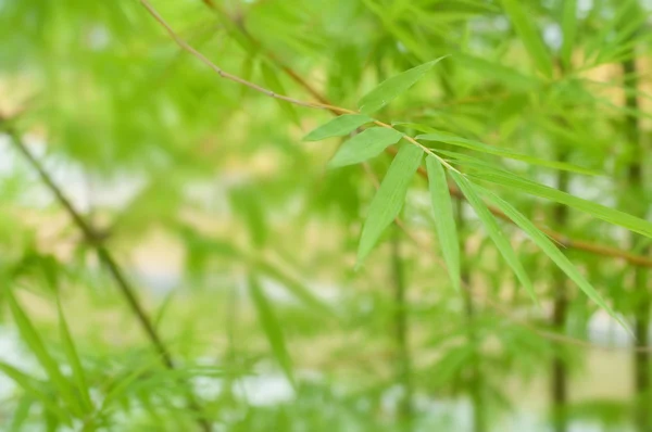 Grama de bambu — Fotografia de Stock