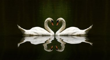 Swan love reflection over a beautiful lake clipart