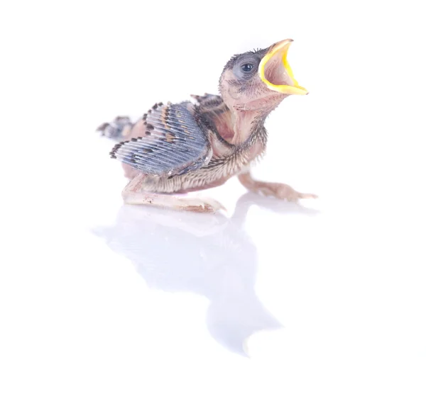 Sparrow brood baby — Stock Photo, Image
