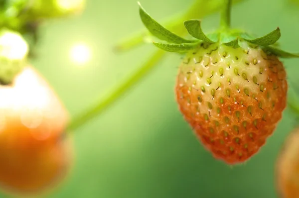 Stock image Strawberry