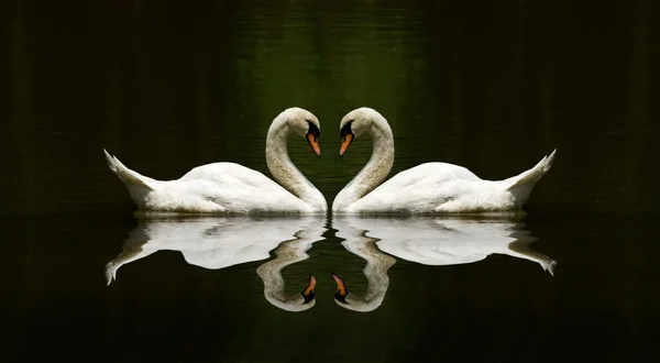 Labutí láska odraz krásné jezero — Stock fotografie