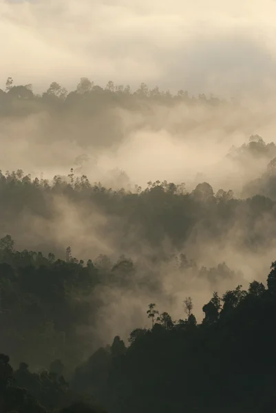 Am frühen Morgen nebliger Wald — Stockfoto