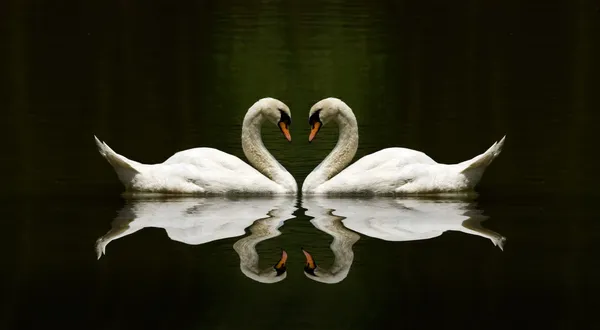 Swan love reflection over a beautiful lake Stock Image