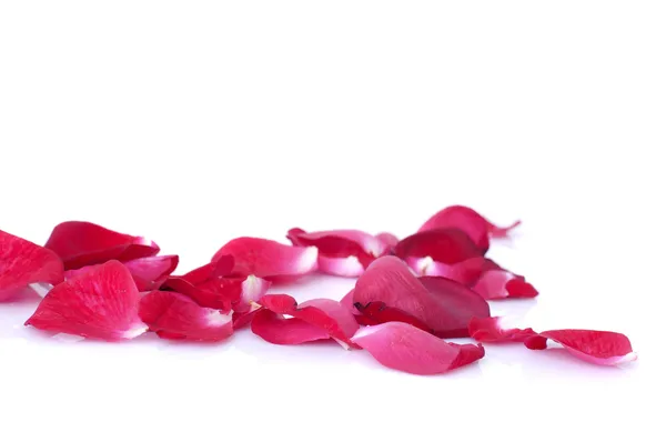Fechar foto de pétalas de rosa com fundo branco isolado — Fotografia de Stock