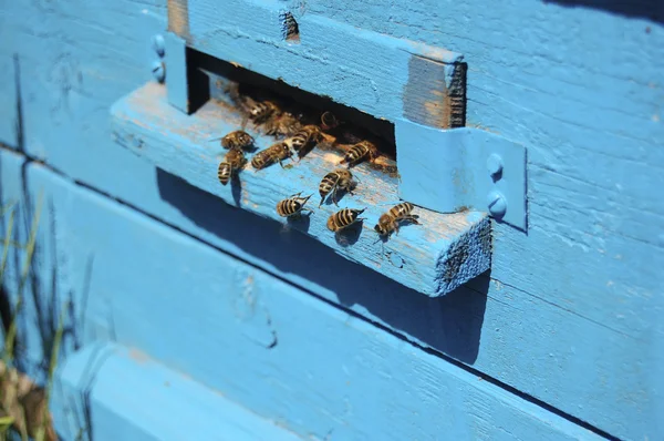 As abelhas operárias na colmeia azul — Fotografia de Stock