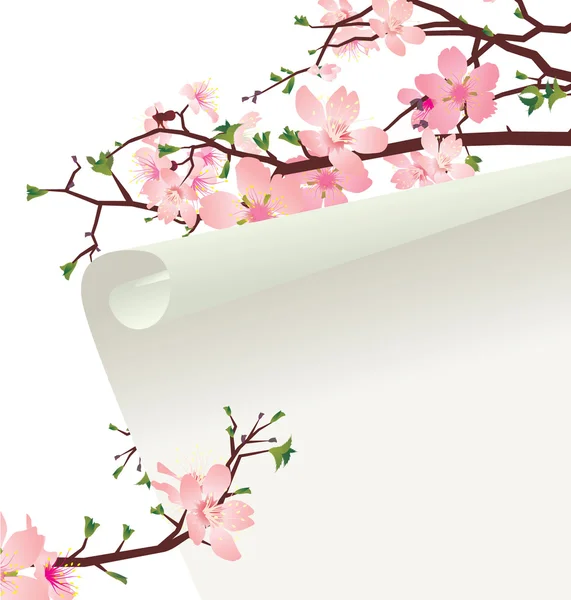 Sakura kwiat — Zdjęcie stockowe
