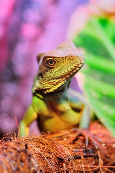 Lizard look — Stock Photo, Image
