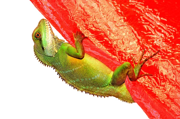 Um lagarto a escalar — Fotografia de Stock