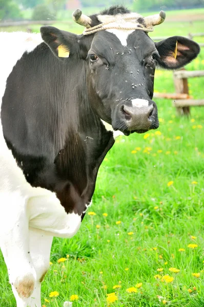 Vaca polaca —  Fotos de Stock